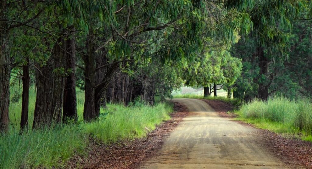 Country Lane Lined with Trees