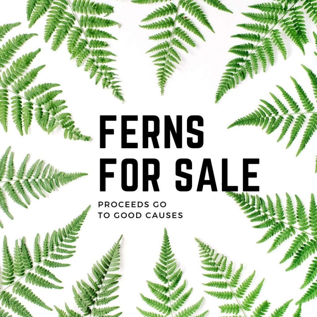 Ferns for Sale
